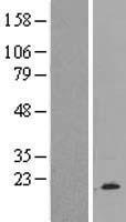 ls025874 brp44 mpc2 human over expression lysates nm 015415 wb testing 2