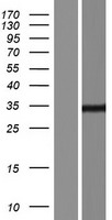 ls025876 spef1 human over expression lysates nm 015417 wb testing 1