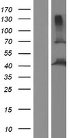 ls025886 wdr51a poc1a human over expression lysates nm 001161580 wb testing 2