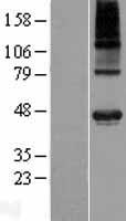 ls025886 wdr51a poc1a human over expression lysates nm 015426 wb testing 1