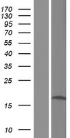 EEF1AKMT3 Human Over-expression Lysates NM_206914