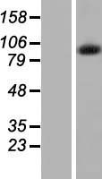 ls025896 ints7 human over expression lysates nm 015434 wb testing 1