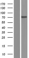 IFFO (IFFO1) Human Over-expression Lysates NM_001193457