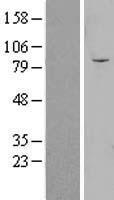 ls025903 olfml2b human over expression lysates nm 015441 wb testing 1