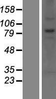 ls025904 cnot10 human over expression lysates nm 015442 wb testing 1