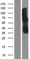 ls025907 tmem158 human over expression lysates nm 015444 wb testing 1