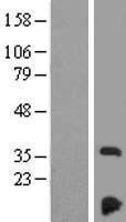 ls025915 nduf3 ndufaf3 human over expression lysates nm 199074 wb testing 4