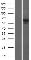 COBRA1 (NELFB) Human Over-expression Lysates NM_015456