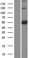 ls025923 atl3 human over expression lysates nm 015459 wb testing 1