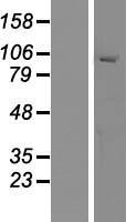 ls025924 myrip human over expression lysates nm 015460 wb testing 1