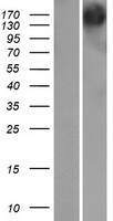 ls025929 gemin 5 gemin5 human over expression lysates nm 015465 wb testing 1