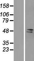 ls025940 fam98a human over expression lysates nm 015475 wb testing 1