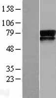 Nectin 3 (NECTIN3) Human Over-expression Lysates NM_015480