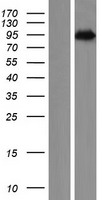 PNISR Human Over-expression Lysates NM_015491