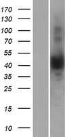ls025961 nudt13 human over expression lysates nm 015901 wb testing 1