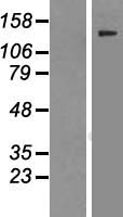 ls025962 virma human over expression lysates nm 183009 wb testing 1