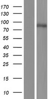 ls025966 c2cd2 human over expression lysates nm 015500 wb testing 1
