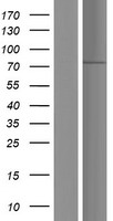 SH2B1 Human Over-expression Lysates NM_015503
