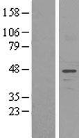 ls025972 unc50 human over expression lysates nm 014044 wb testing 1