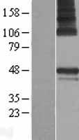 ls025973 pars2 human over expression lysates nm 152268 wb testing 1