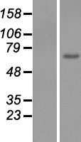 EGFL6 Human Over-expression Lysates NM_015507