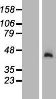 ls025983 ngdn human over expression lysates nm 001042635 wb testing 1