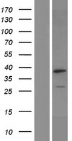 ls025983 ngdn human over expression lysates nm 015514 wb testing 2