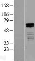 HINFP Human Over-expression Lysates NM_198971