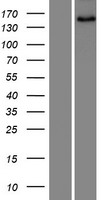ls025992 sned1 human over expression lysates nm 001080437 wb testing 1