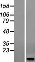 HIGD1A Human Over-expression Lysates NM_014056