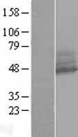 RNF167 Human Over-expression Lysates NM_015528