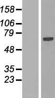 SPATS2L Human Over-expression Lysates NM_015535
