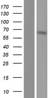 NELF (NSMF) Human Over-expression Lysates NM_001130969