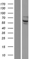 NELF (NSMF) Human Over-expression Lysates NM_001178064
