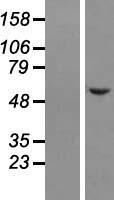 ls026012 nelf nsmf human over expression lysates nm 015537 wb testing 1