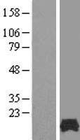 ls026017 fam32a human over expression lysates nm 014077 wb testing 1