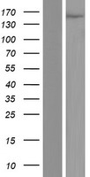 UPF2 Human Over-expression Lysates NM_015542
