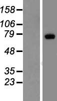 Low density lipoprotein receptor related protein 10 (LRP10) Human Over-expression Lysates NM_014045