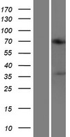 ls026027 acot11 human over expression lysates nm 015547 wb testing 1