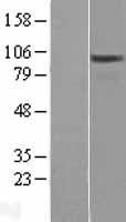 ls026031 osbpl3 human over expression lysates nm 145320 wb testing 2