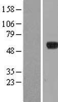 PIP3E (IPCEF1) Human Over-expression Lysates NM_015553