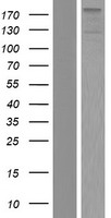 ZNF451 Human Over-expression Lysates NM_001031623