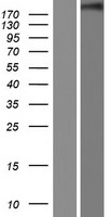 ls026038 chromodomain helicase dna binding protein 5 chd5 human over expression lysates nm 015557 wb testing 1