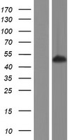 SYT homolog 1 (SS18L1) Human Over-expression Lysates NM_198935