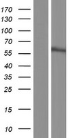 UBXN7 Human Over-expression Lysates NM_015562