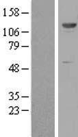 ZNF500 Human Over-expression Lysates NM_021646
