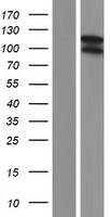 ls026050 slitrk5 human over expression lysates nm 015567 wb testing 1