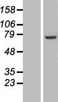 PPP1R16B Human Over-expression Lysates NM_015568