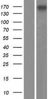 GIGYF2 Human Over-expression Lysates NM_001103146