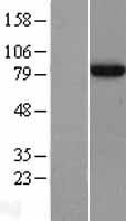 APPL (APPL1) Human Over-expression Lysates NM_012096